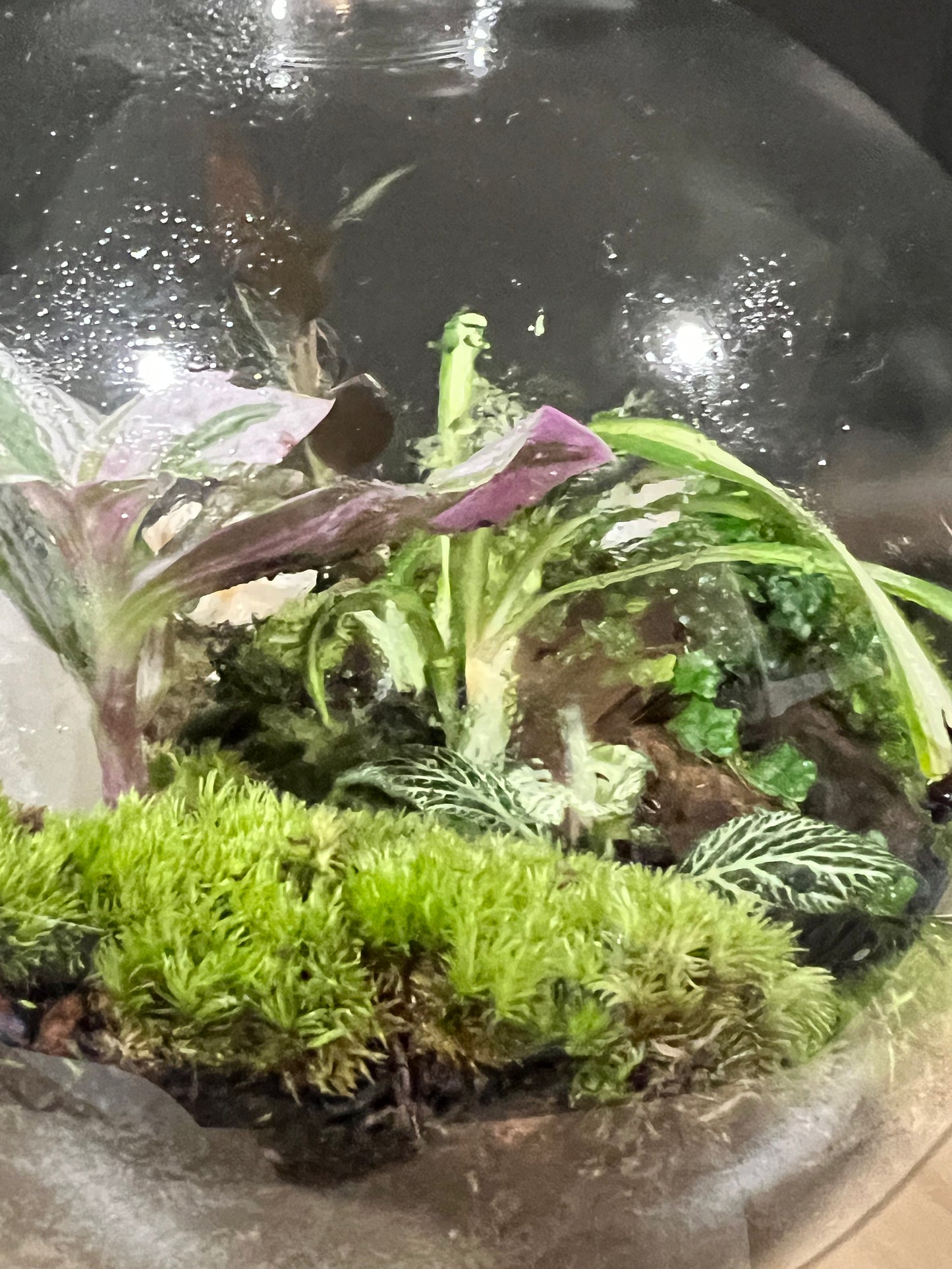 Terrarium 703