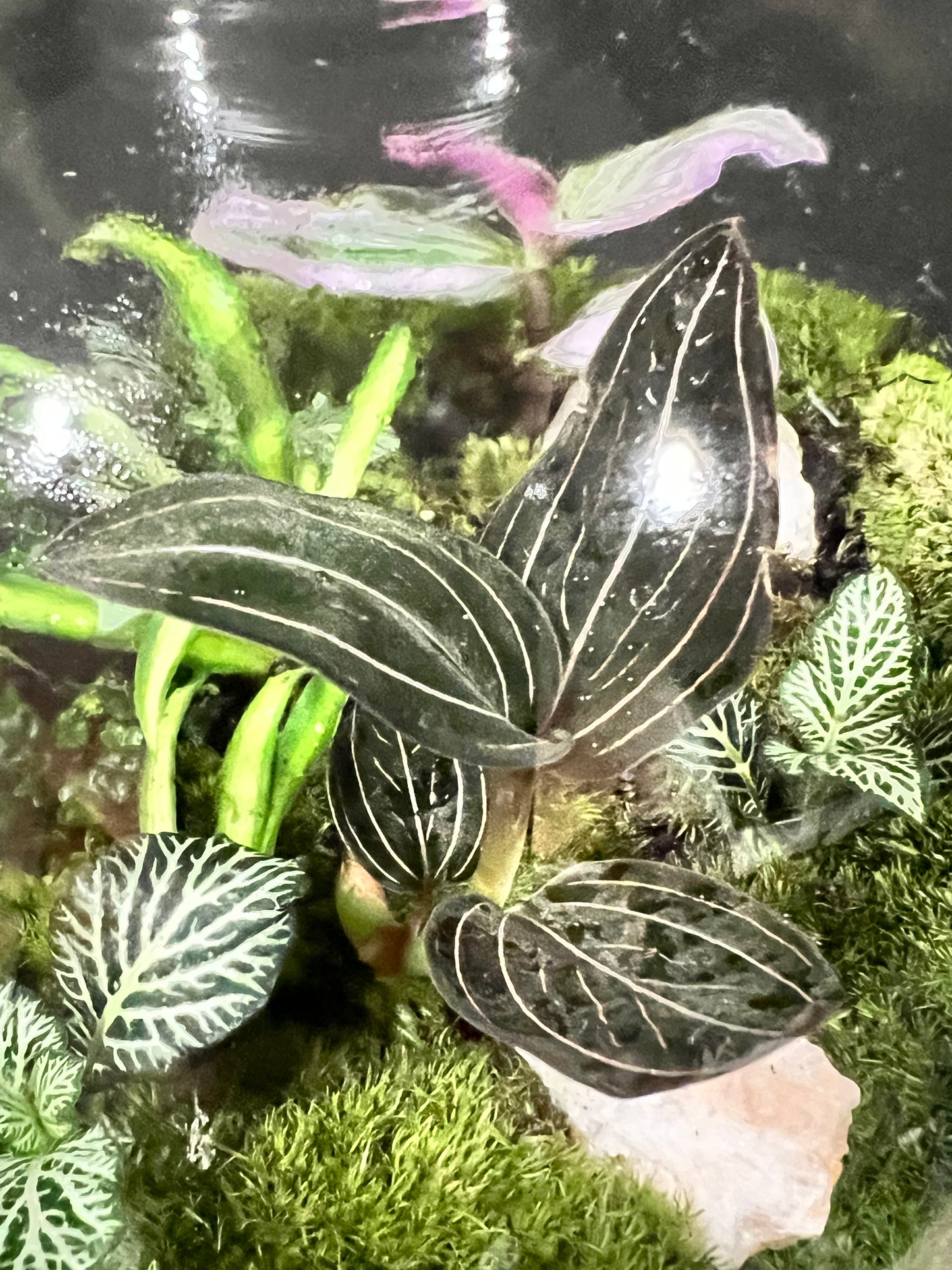 Terrarium 703