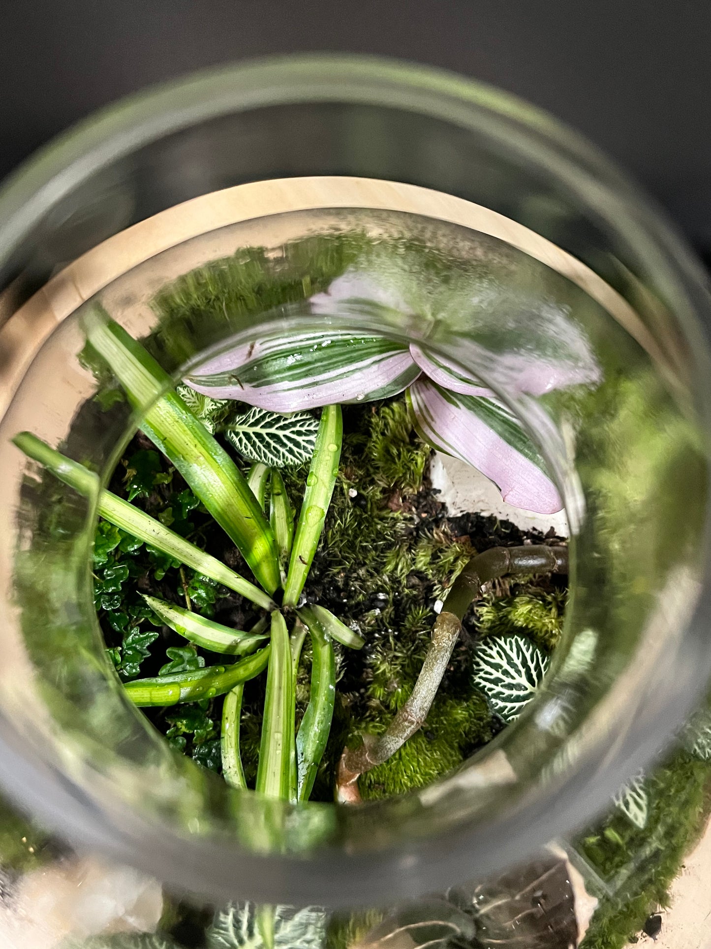Terrarium 703