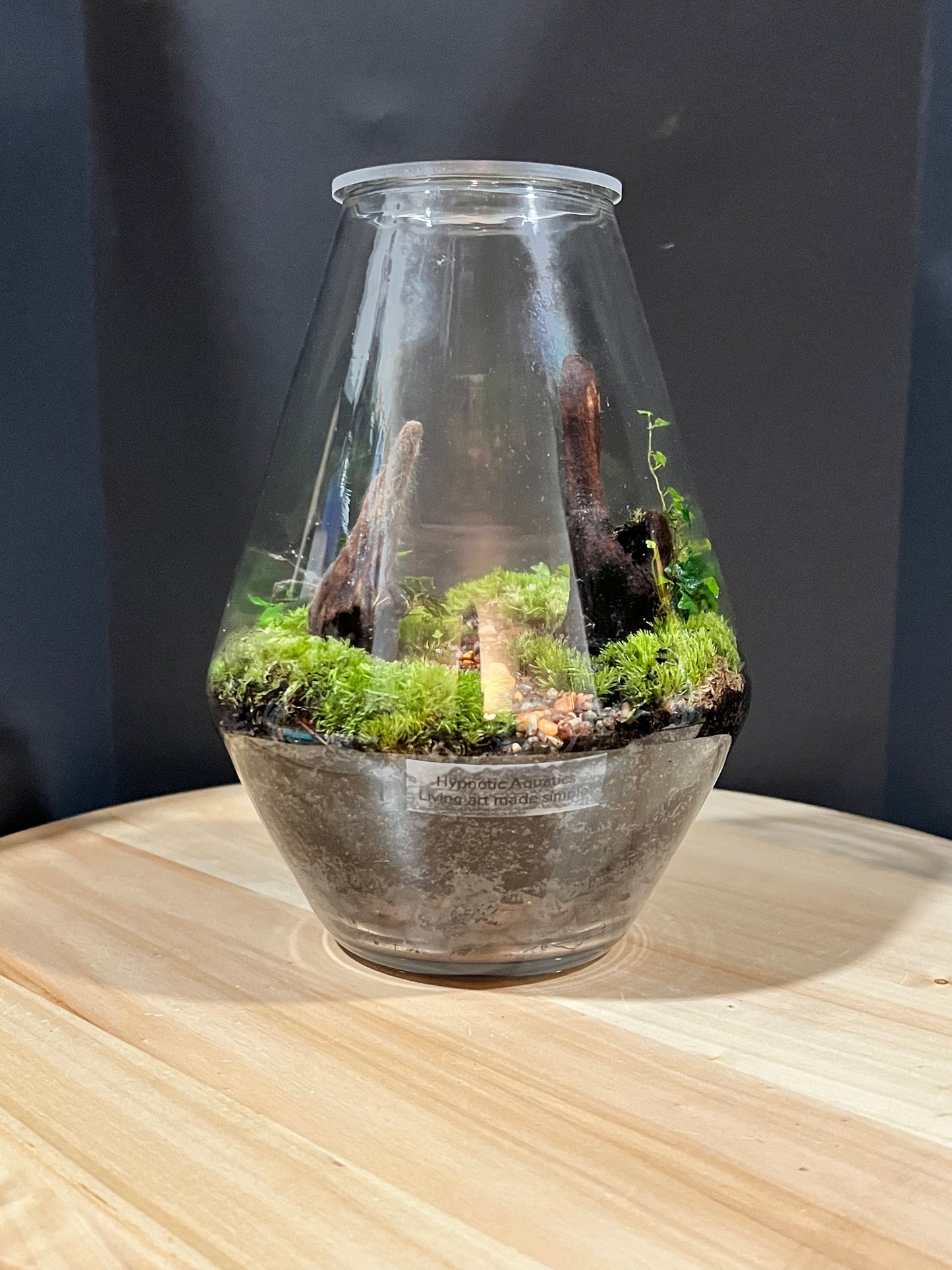 Terrarium 704