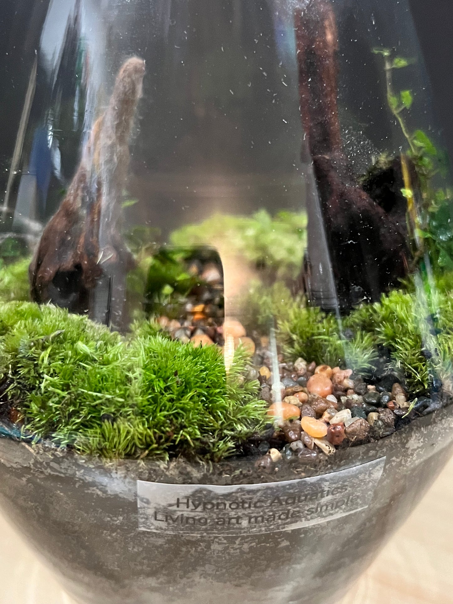Terrarium 704