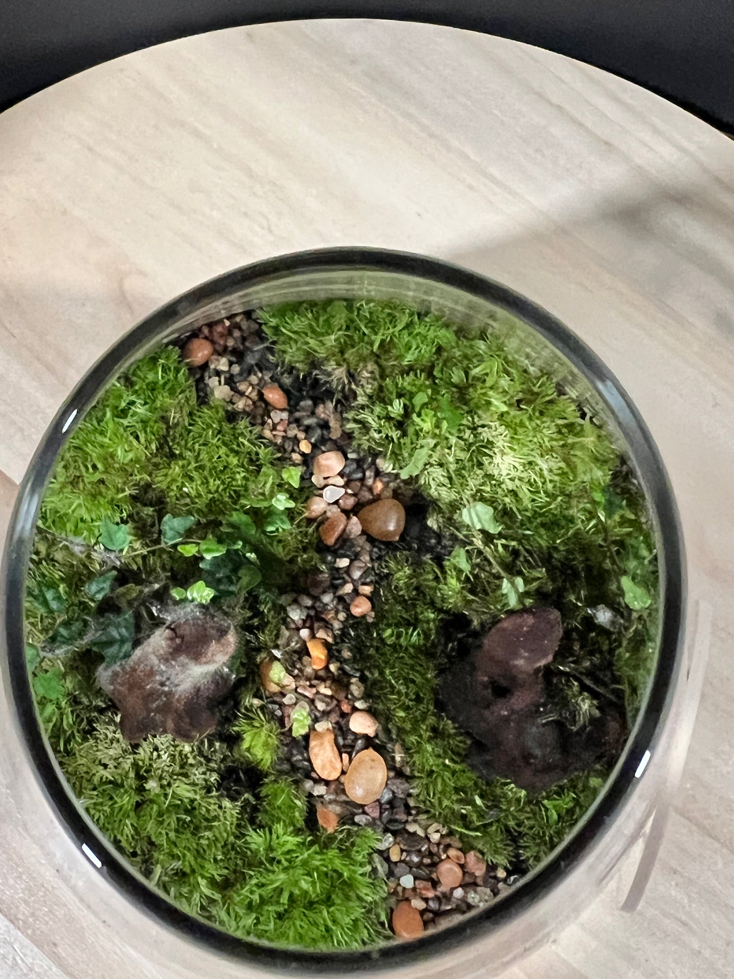 Terrarium 704