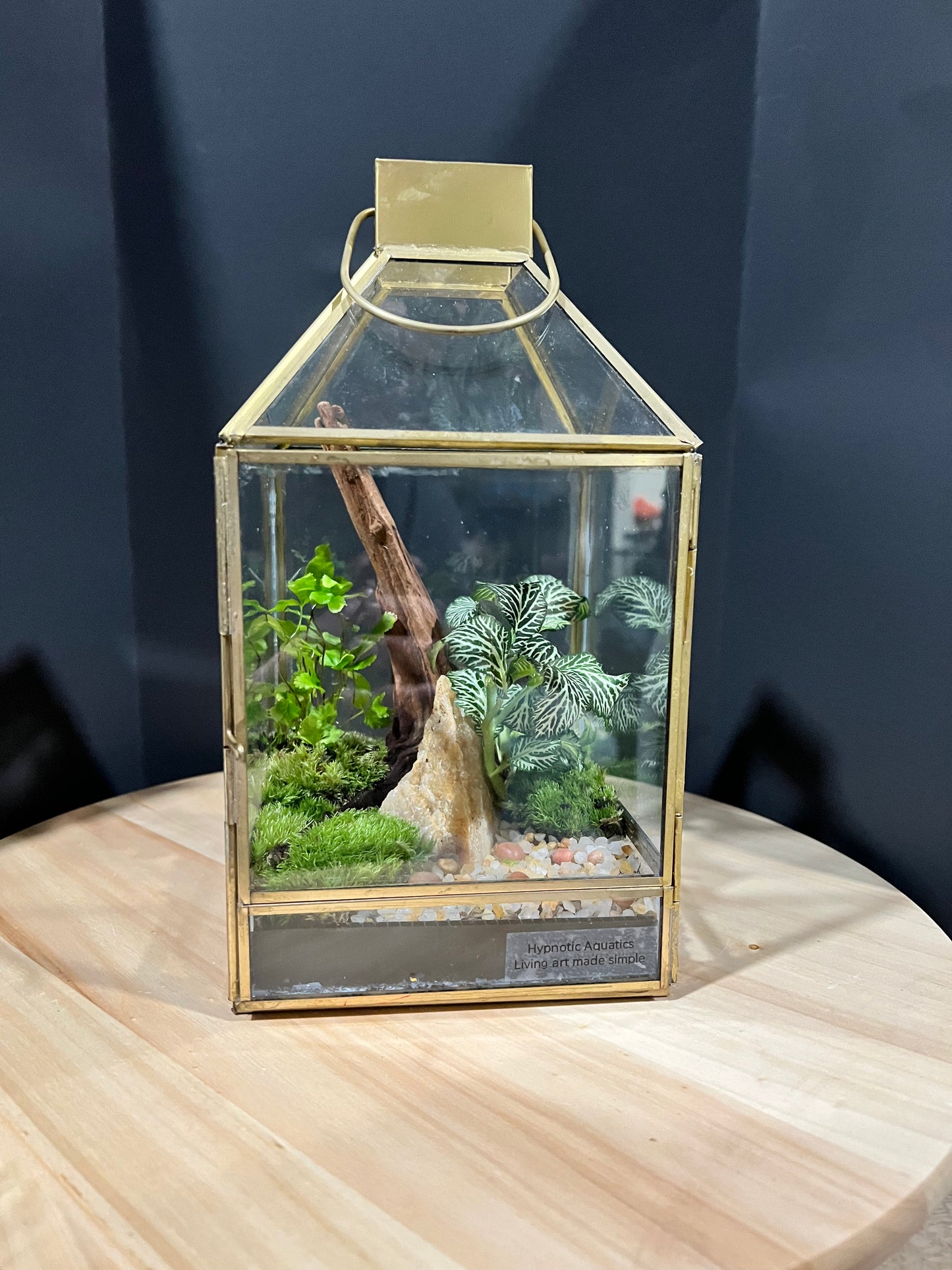 Terrarium 705