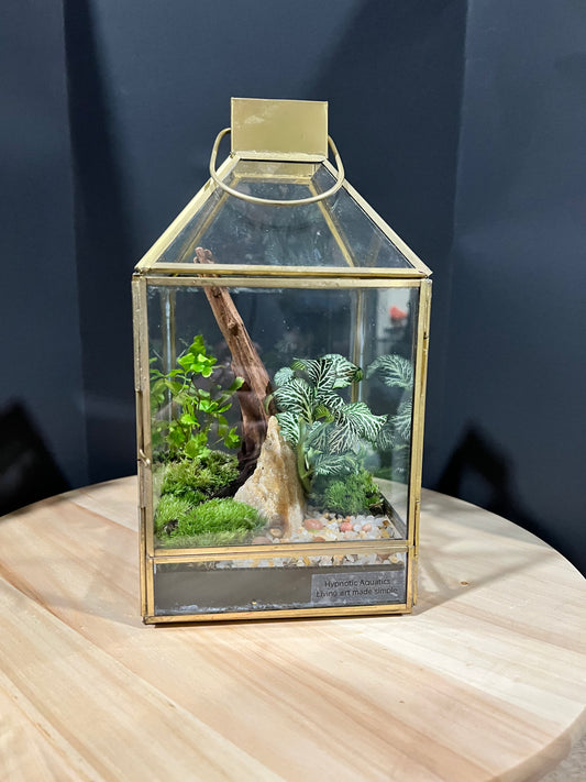 Terrarium 705