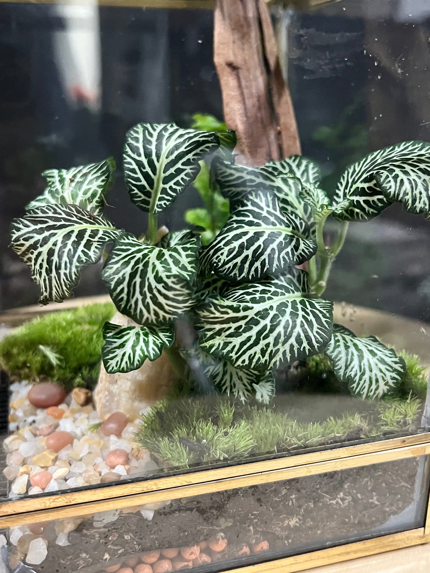 Terrarium 705
