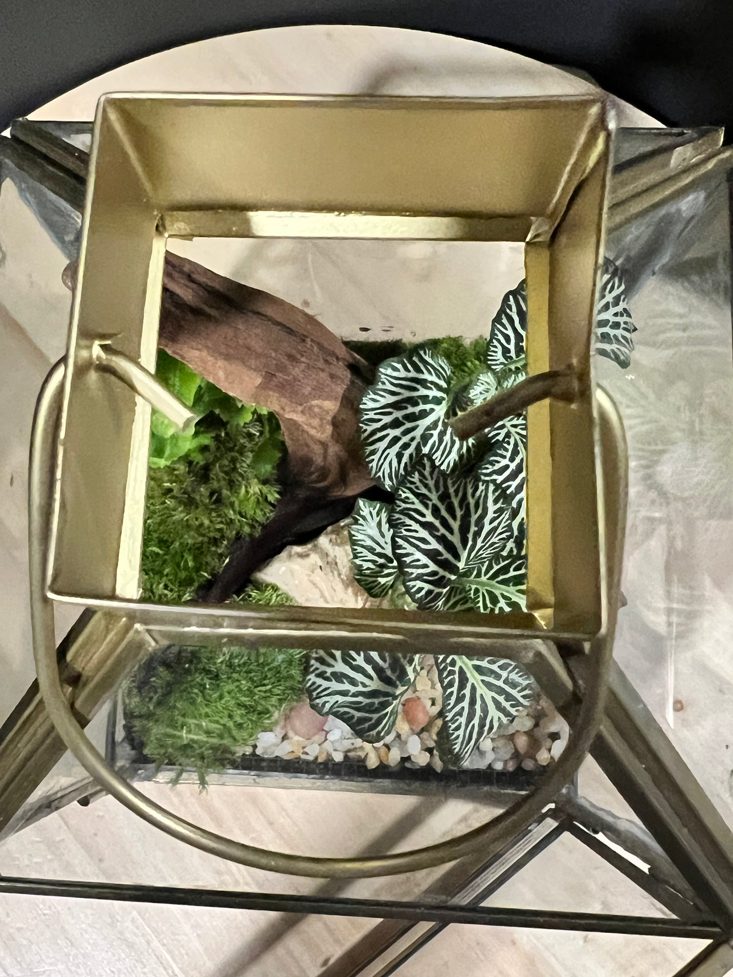Terrarium 705