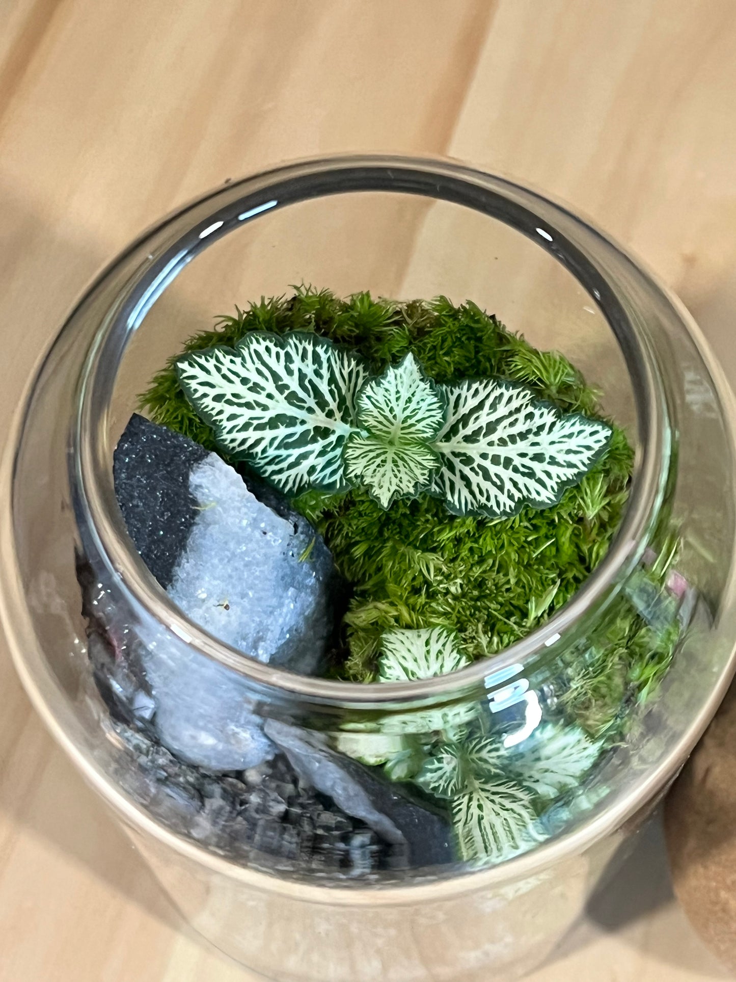 Terrarium 707