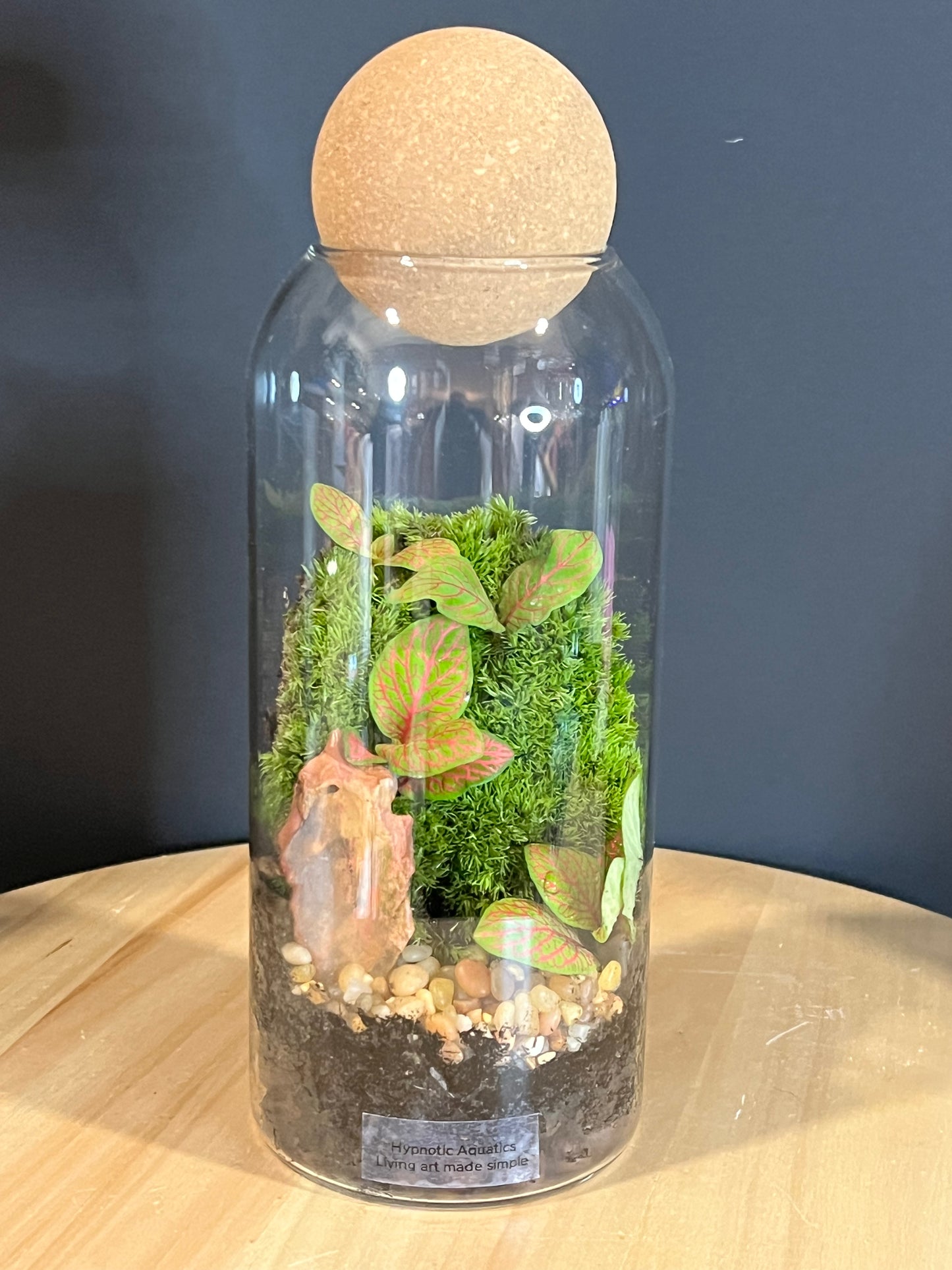 Terrarium 708