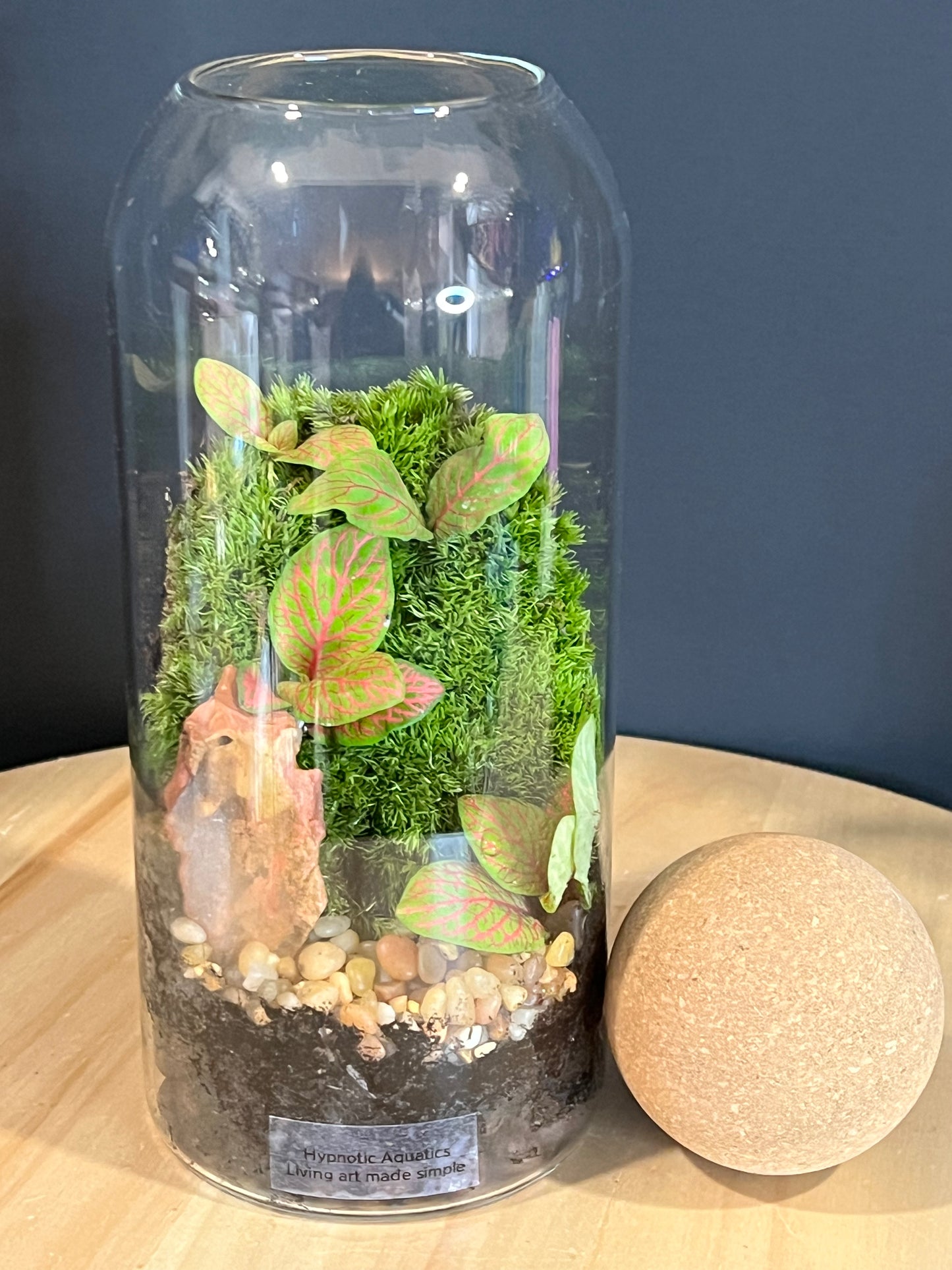 Terrarium 708