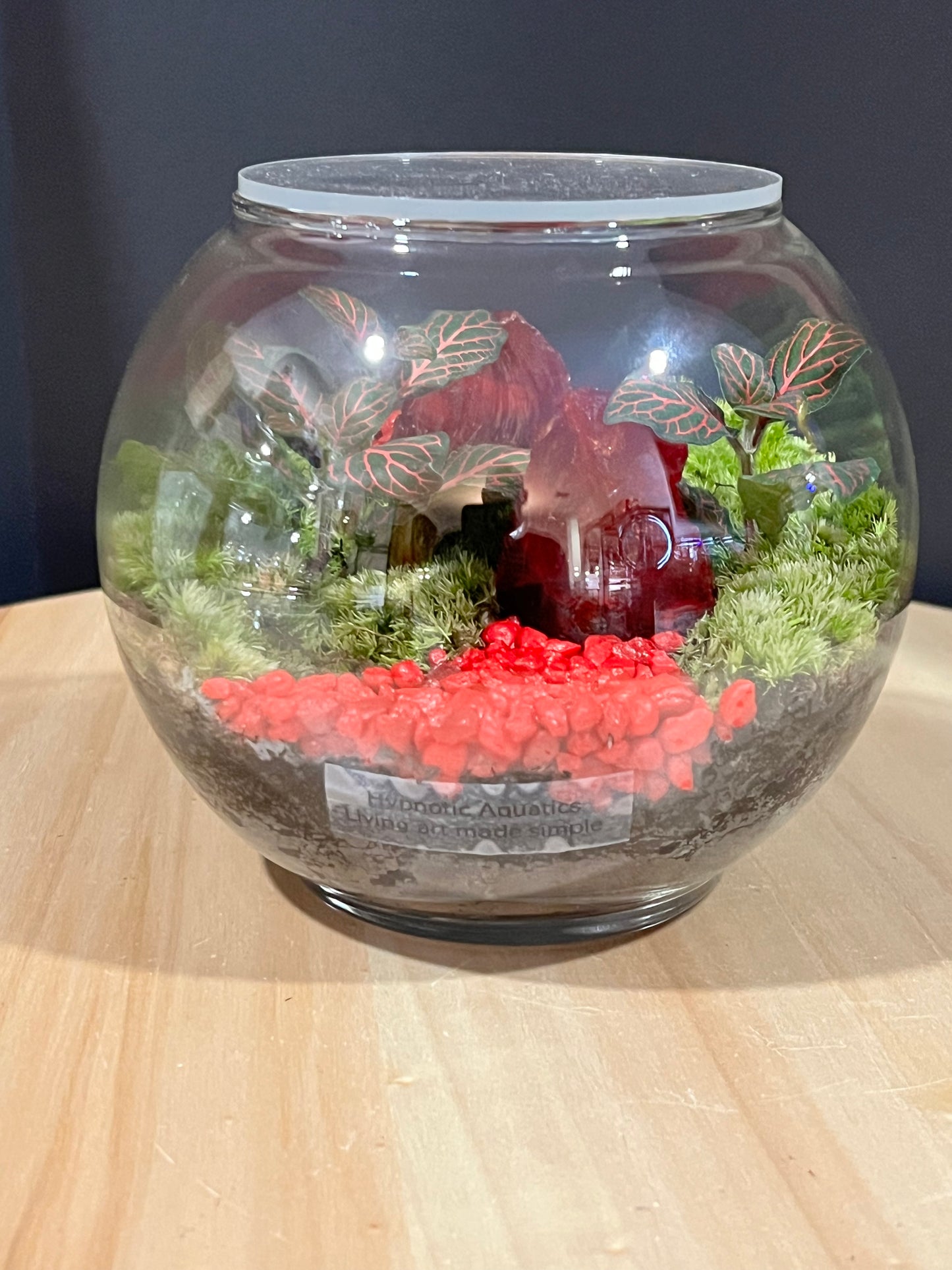 Terrarium 711