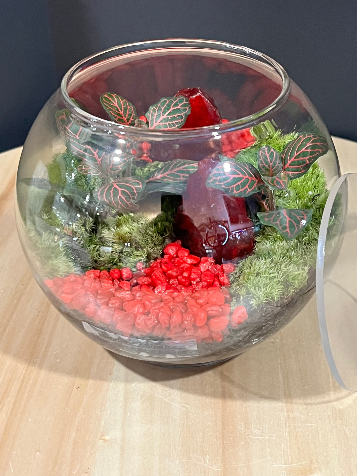 Terrarium 711