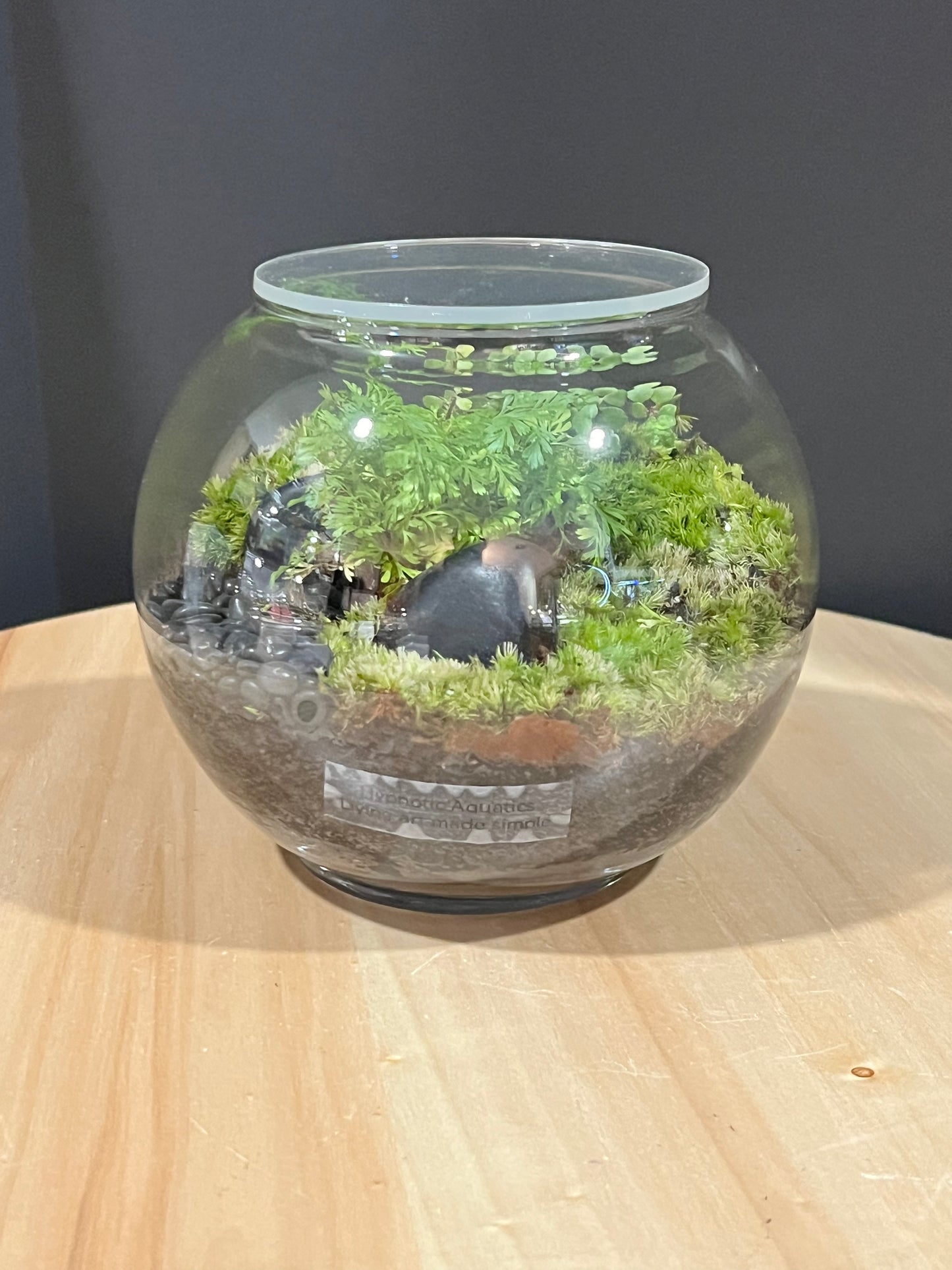 Terrarium 712