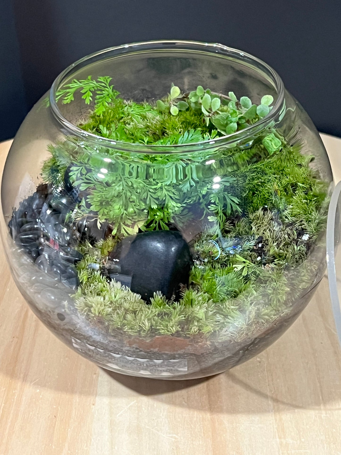 Terrarium 712