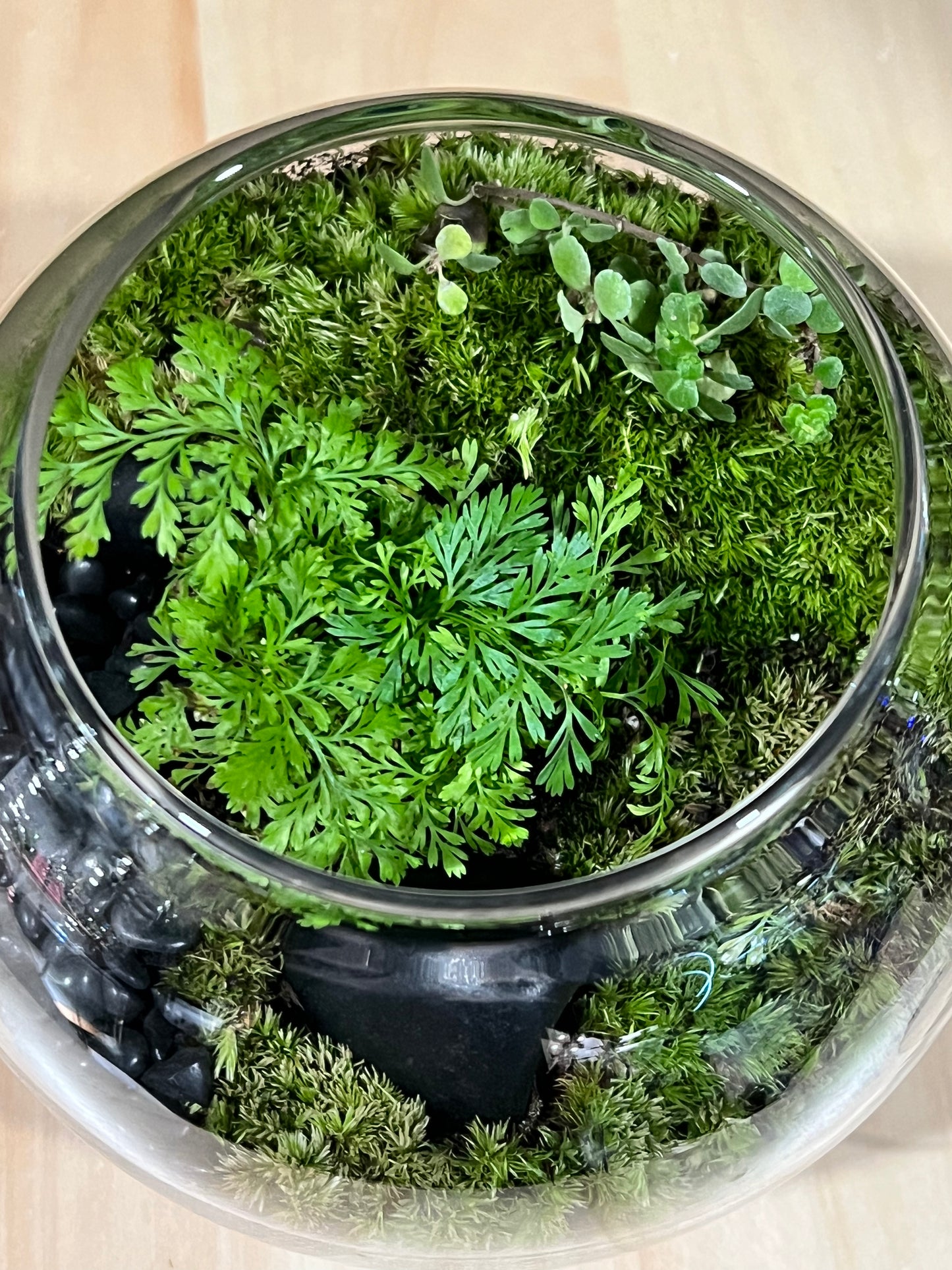 Terrarium 712