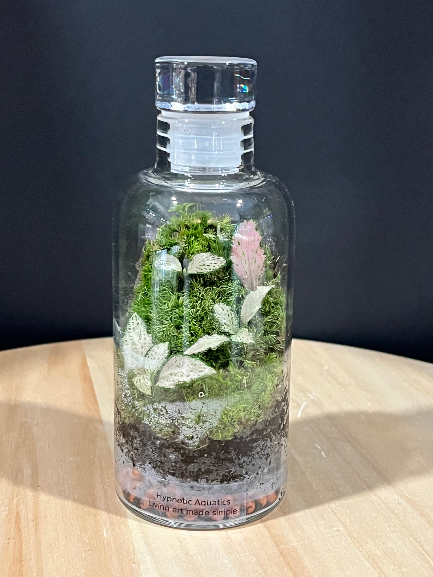 Terrarium 713