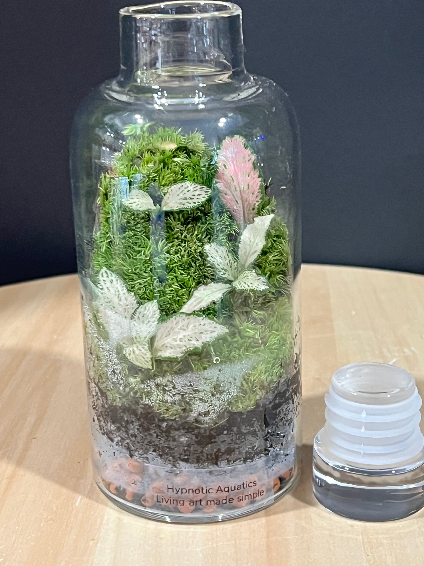Terrarium 713