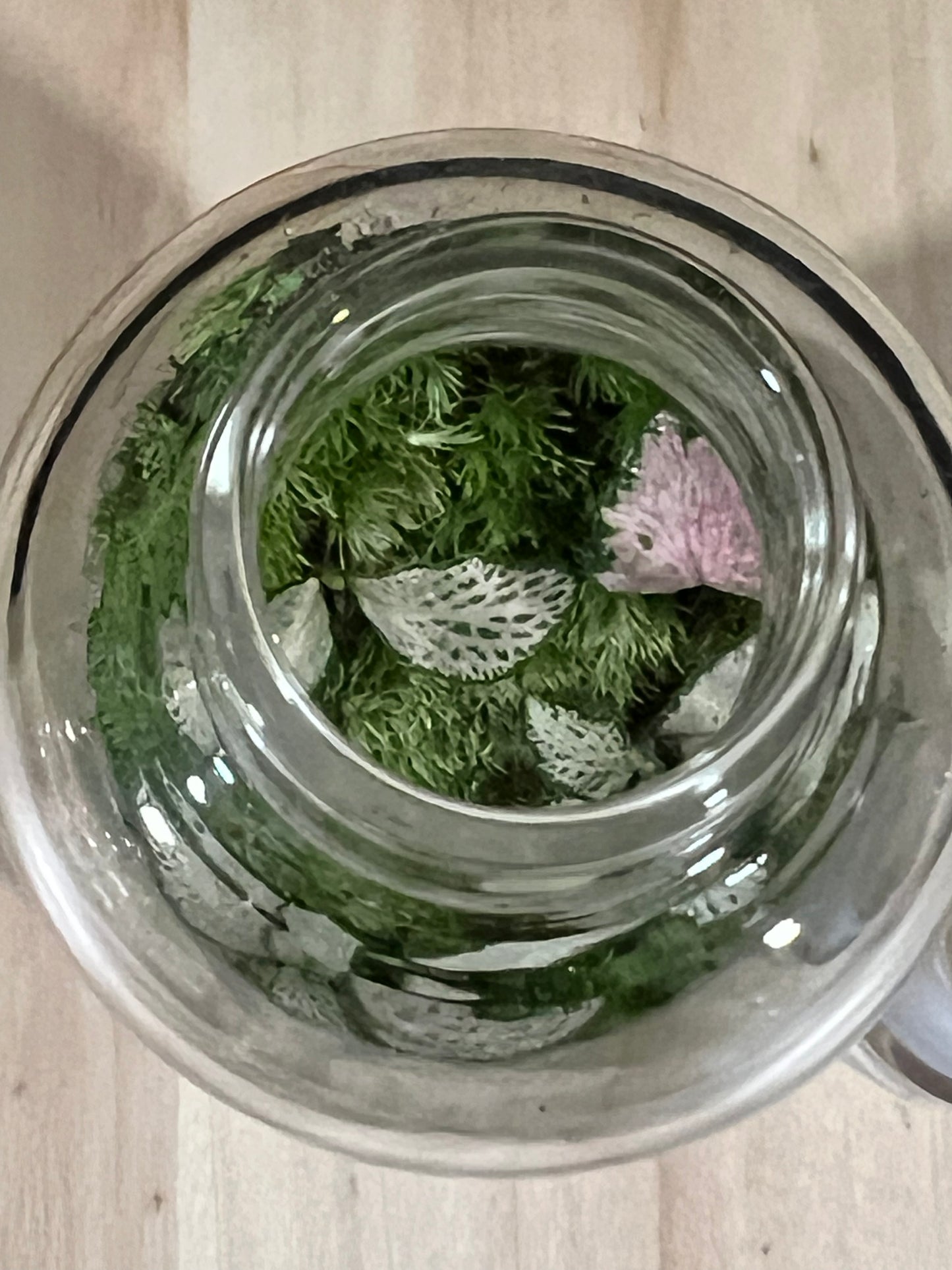 Terrarium 713
