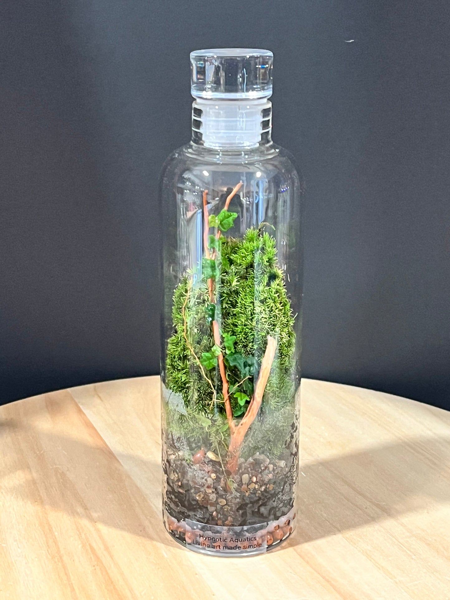 Terrarium 714