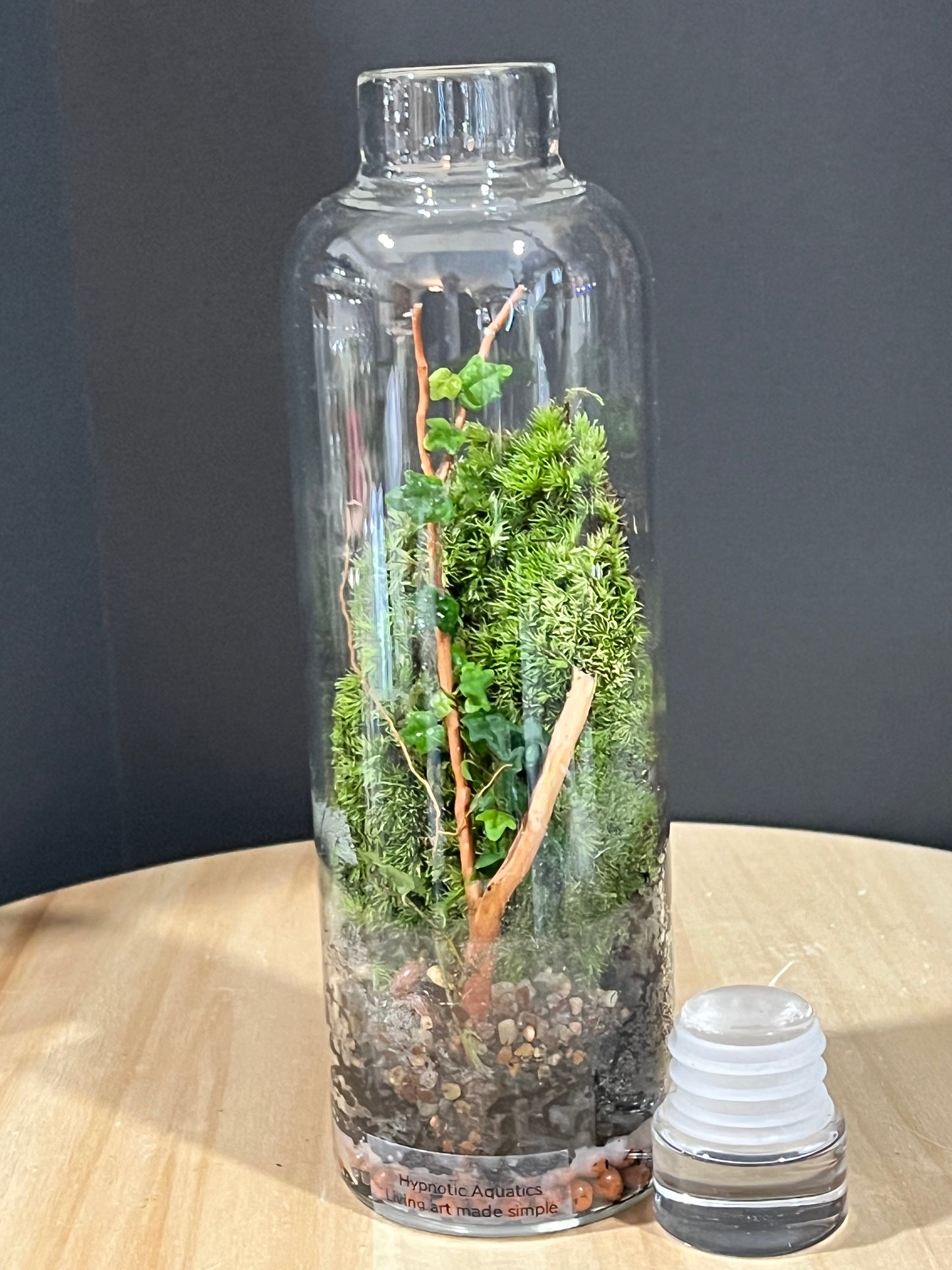 Terrarium 714