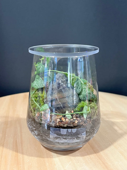 Terrarium 715