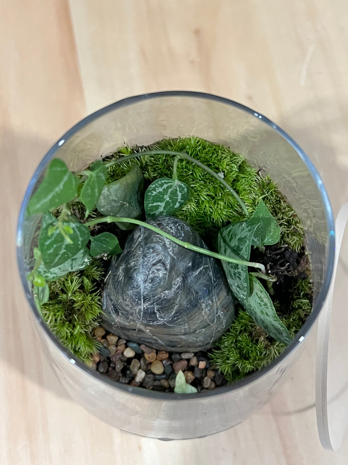 Terrarium 715