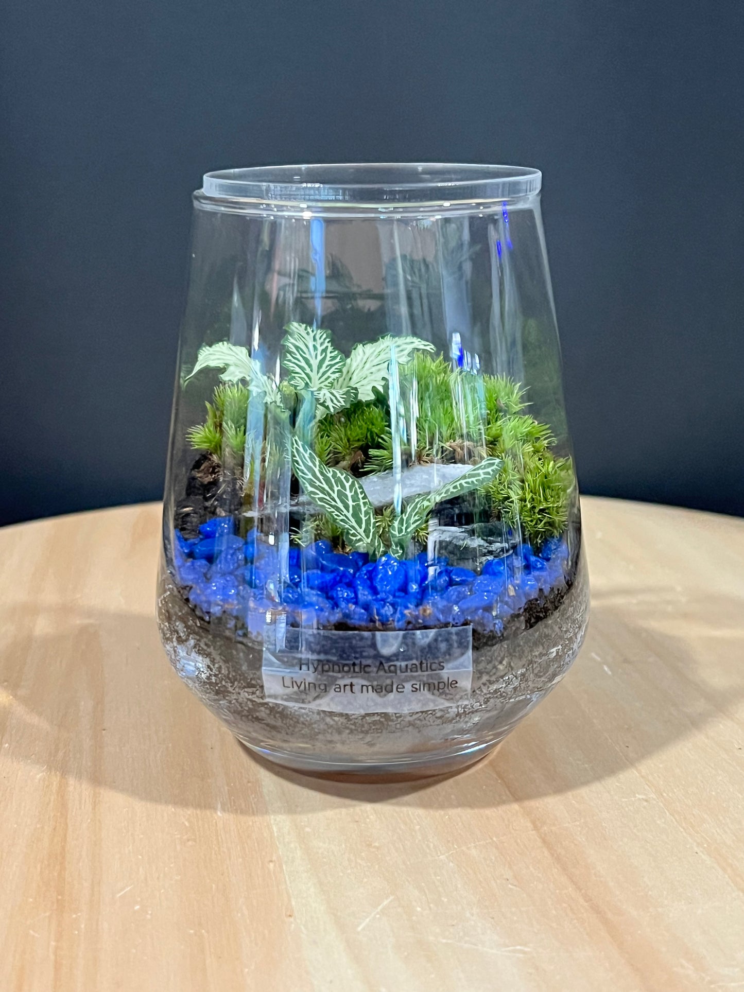 Terrarium 716