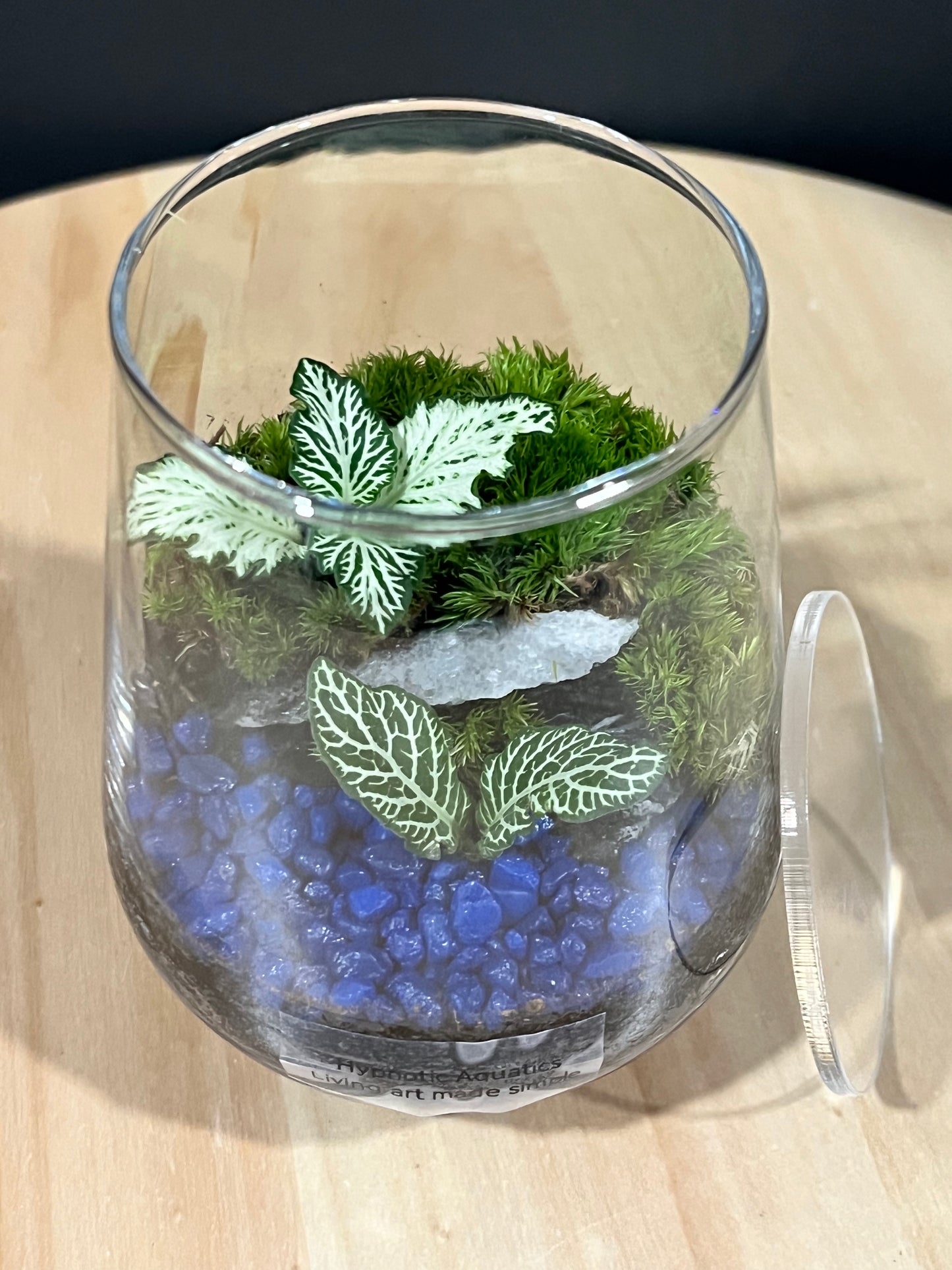 Terrarium 716