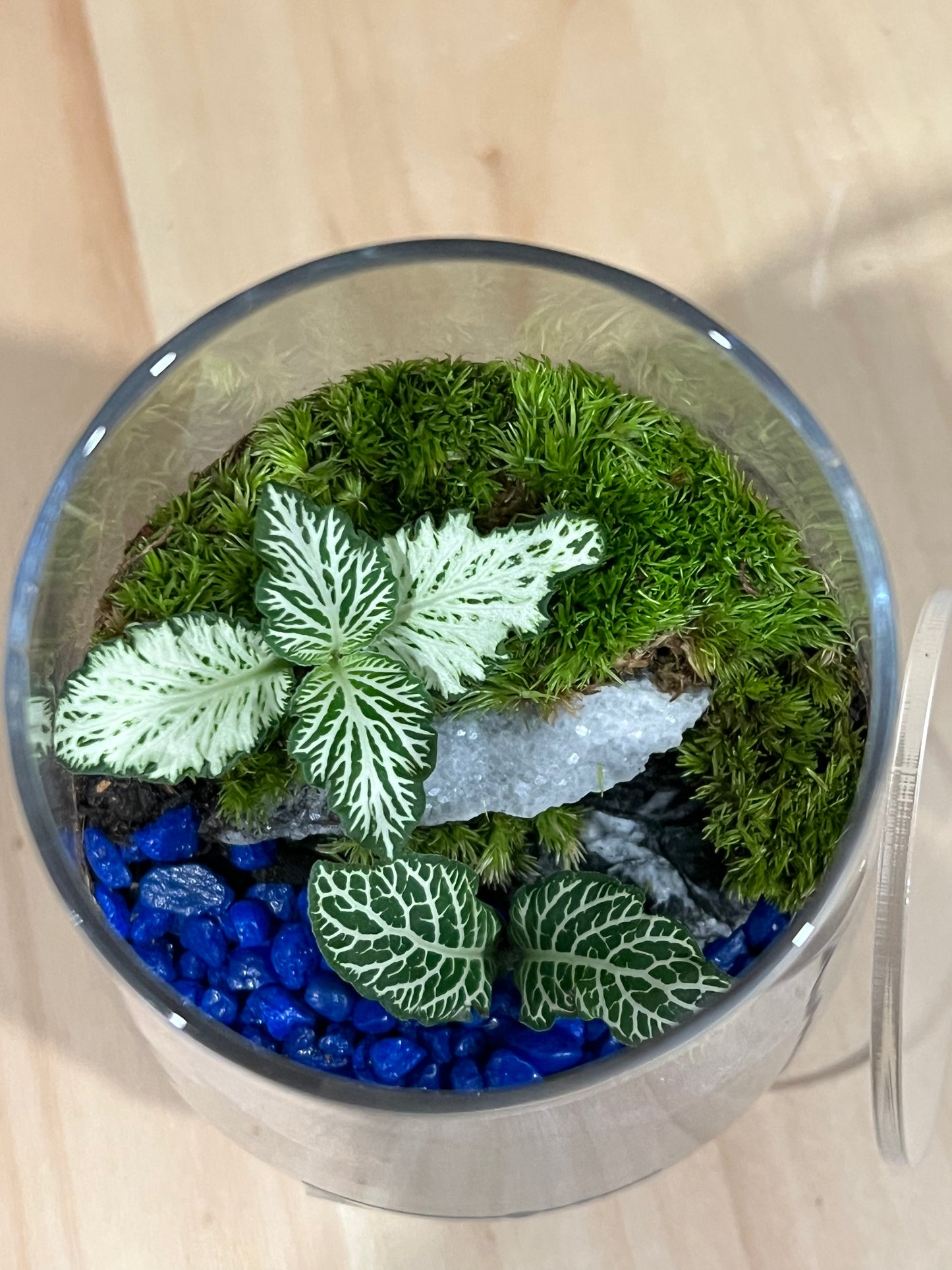 Terrarium 716