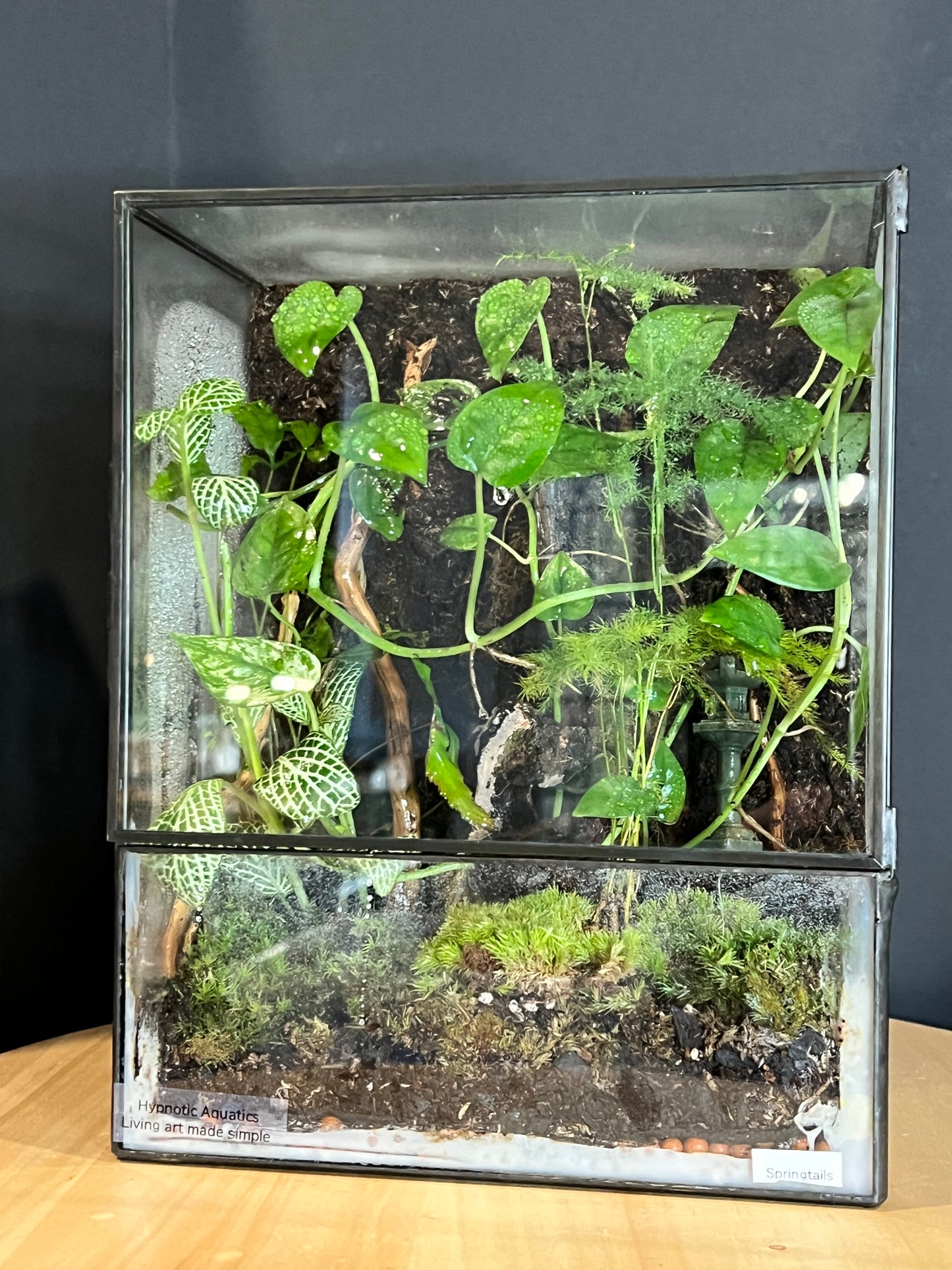 Terrarium 718