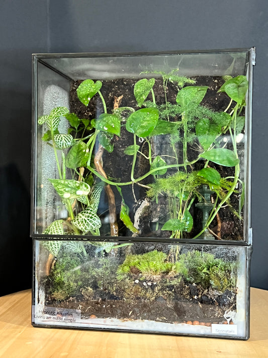 Terrarium 718