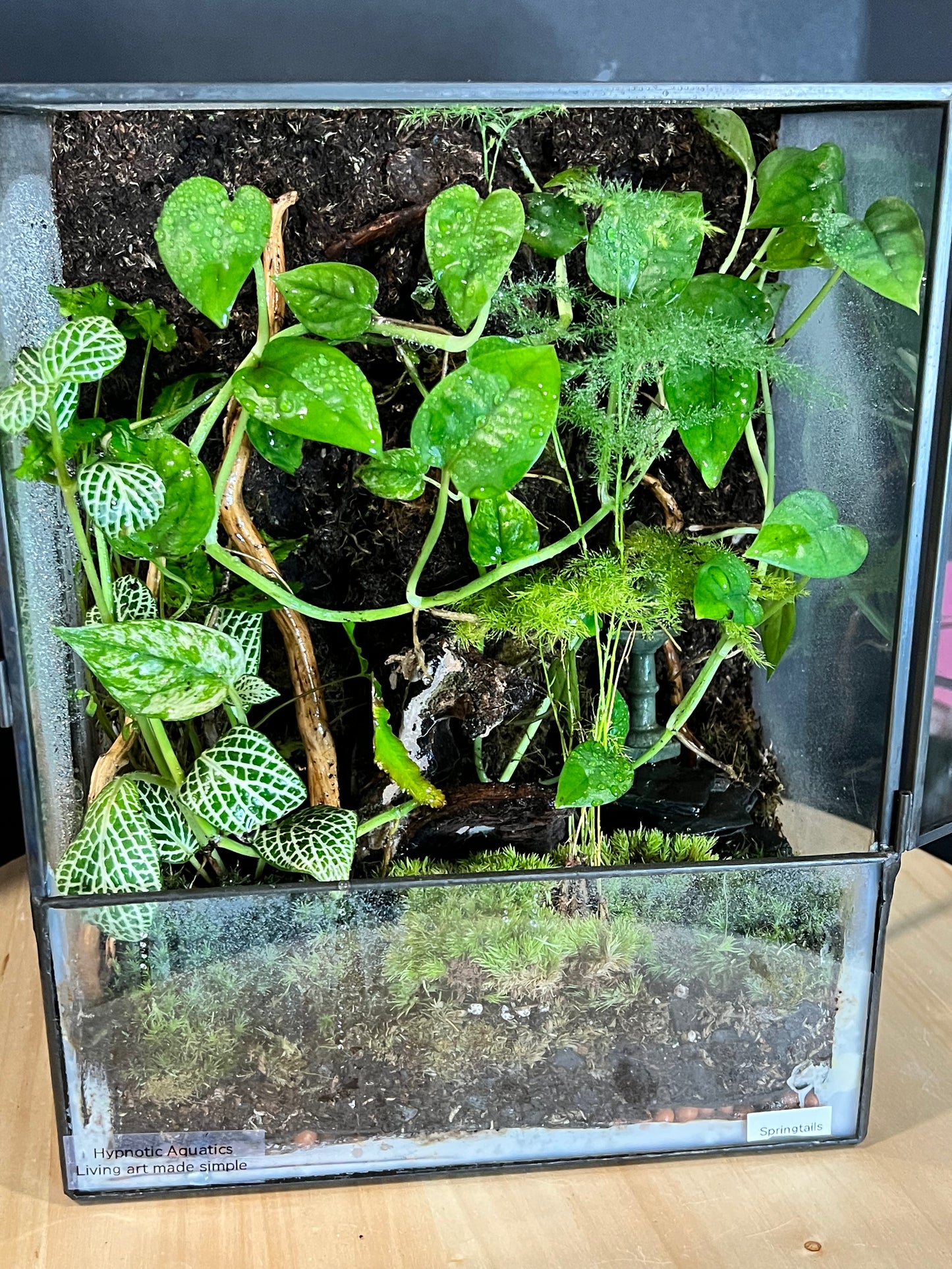Terrarium 718