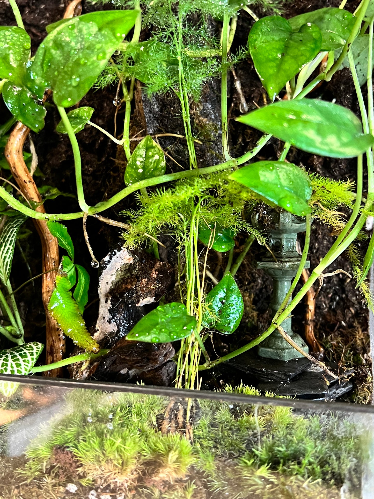 Terrarium 718