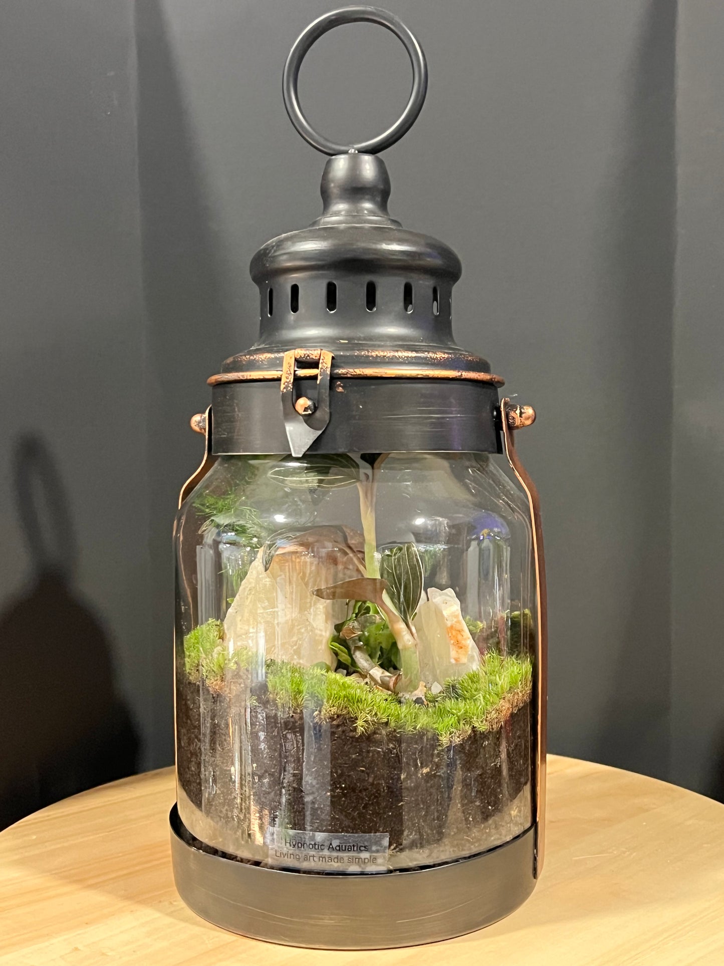 Terrarium 719