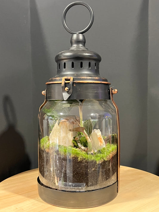 Terrarium 719