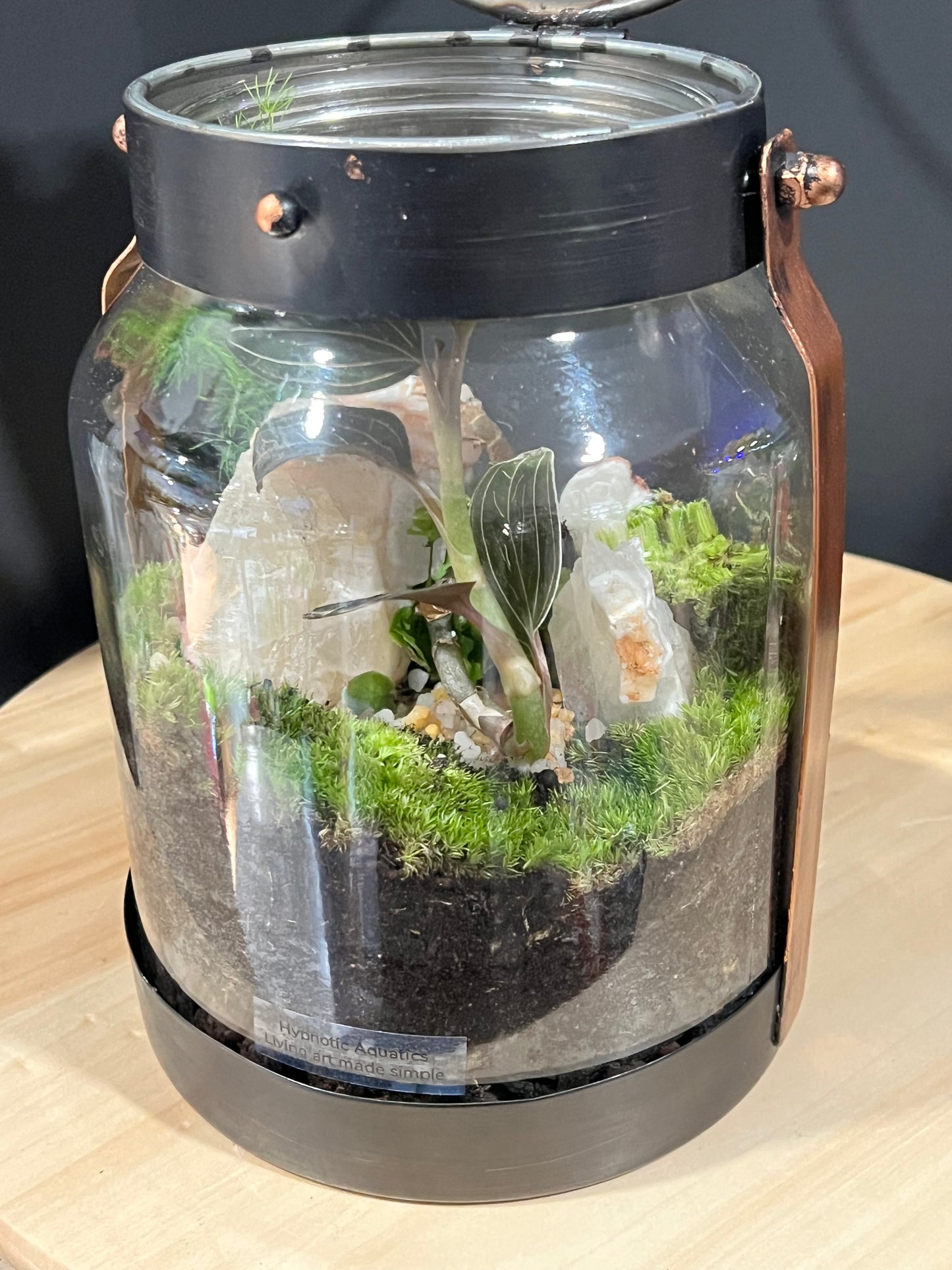 Terrarium 719