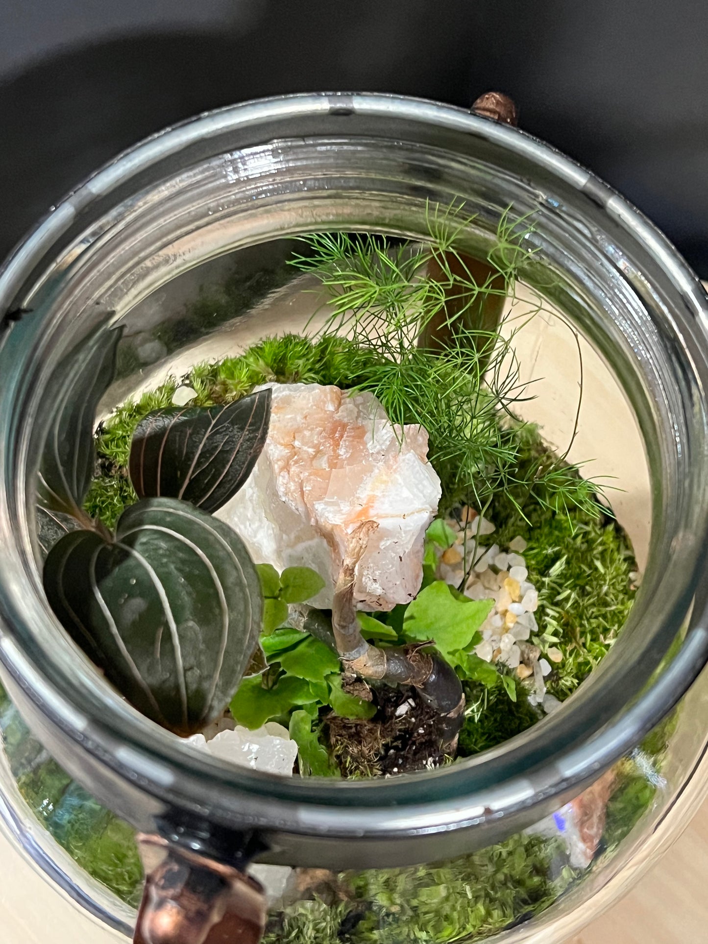 Terrarium 719