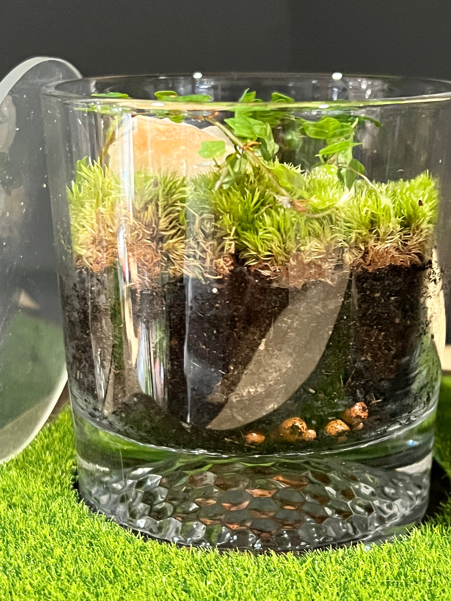 Terrarium 721 SETI : Set of 3