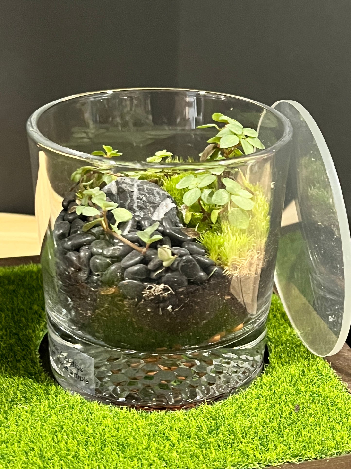 Terrarium 721 SETI : Set of 3