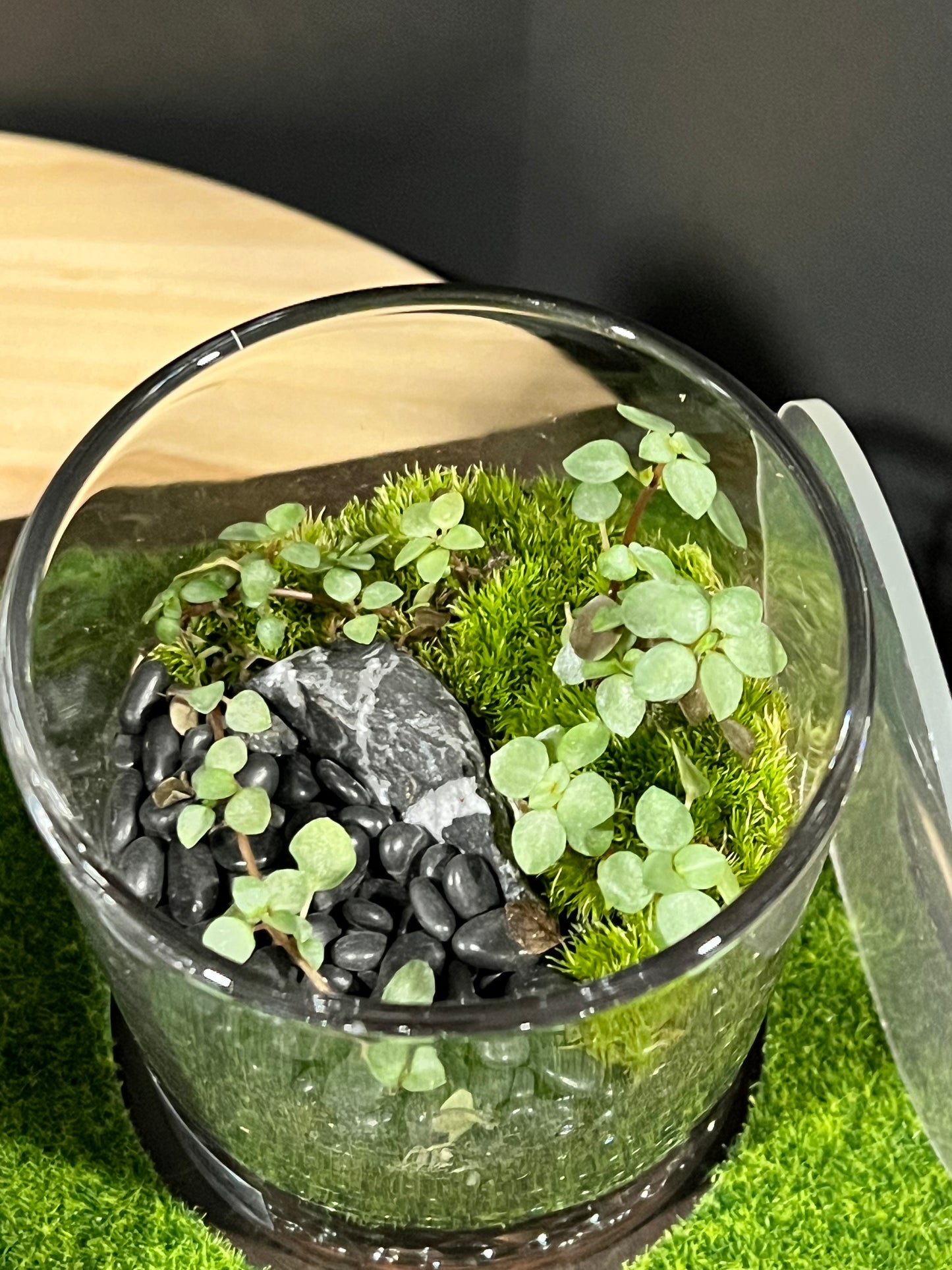 Terrarium 721 SETI : Set of 3