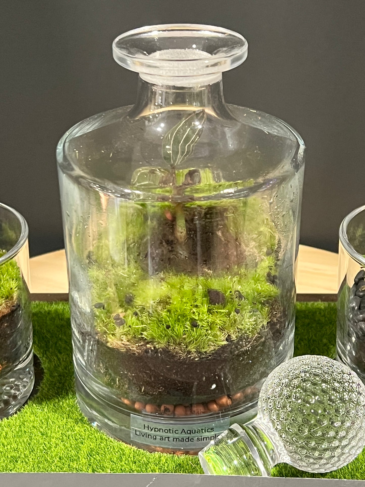 Terrarium 721 SETI : Set of 3
