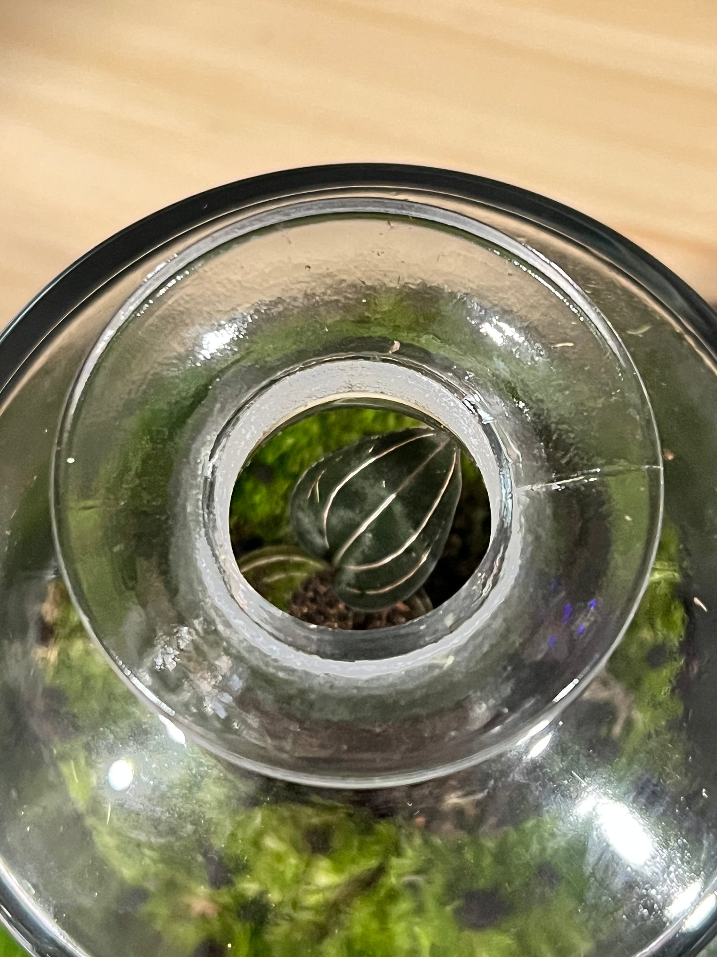 Terrarium 721 SETI : Set of 3