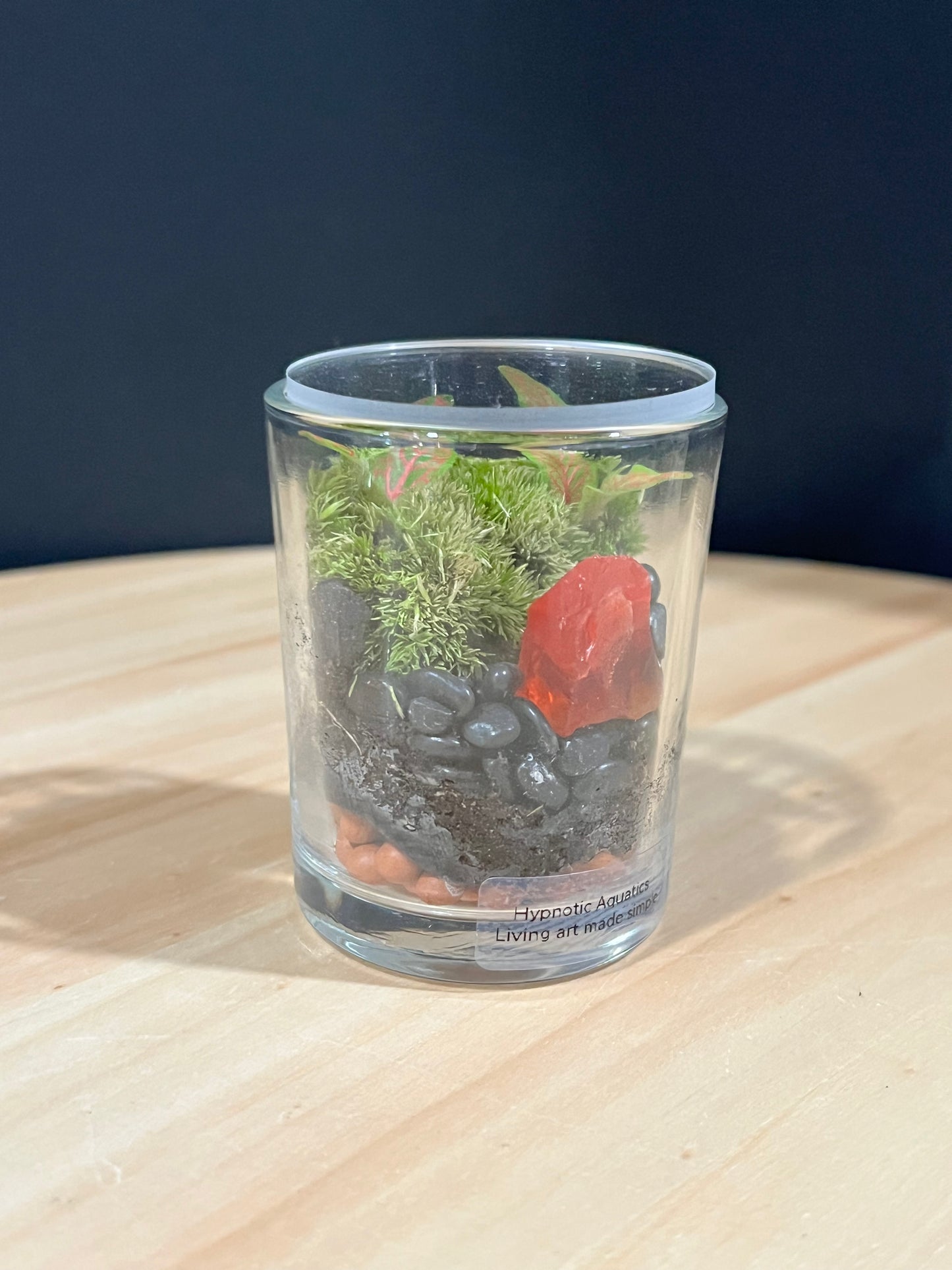 Terrarium 722