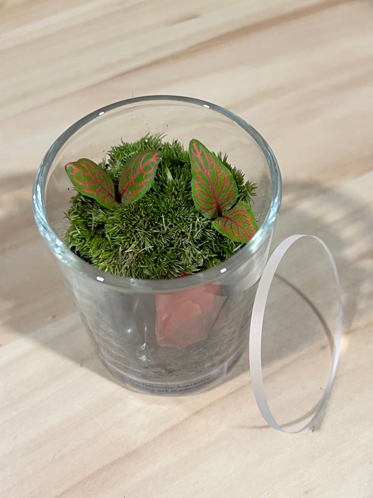 Terrarium 722