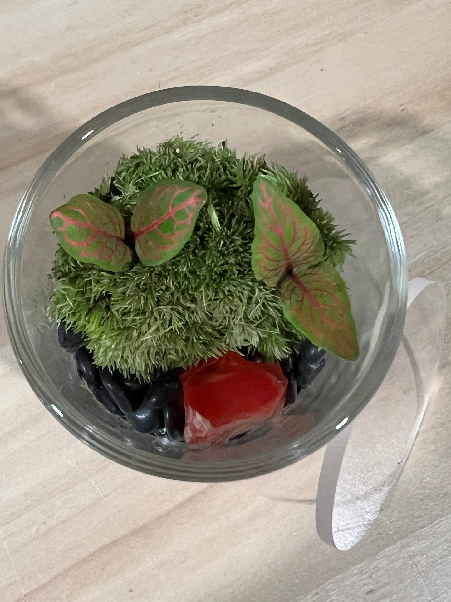 Terrarium 722