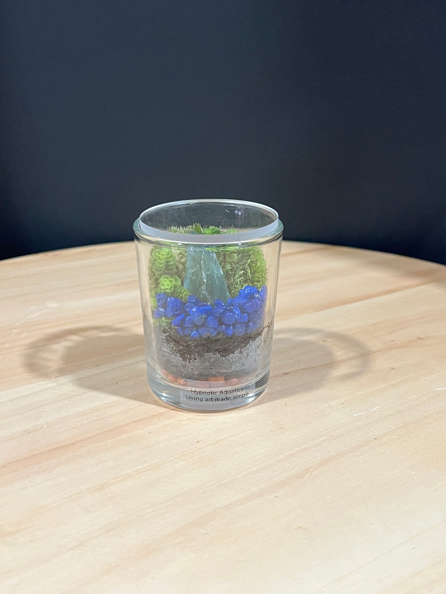 Terrarium 723