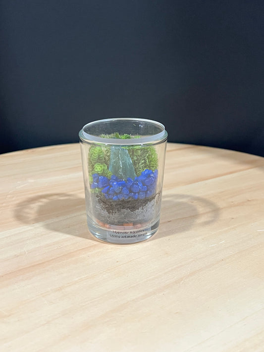 Terrarium 723