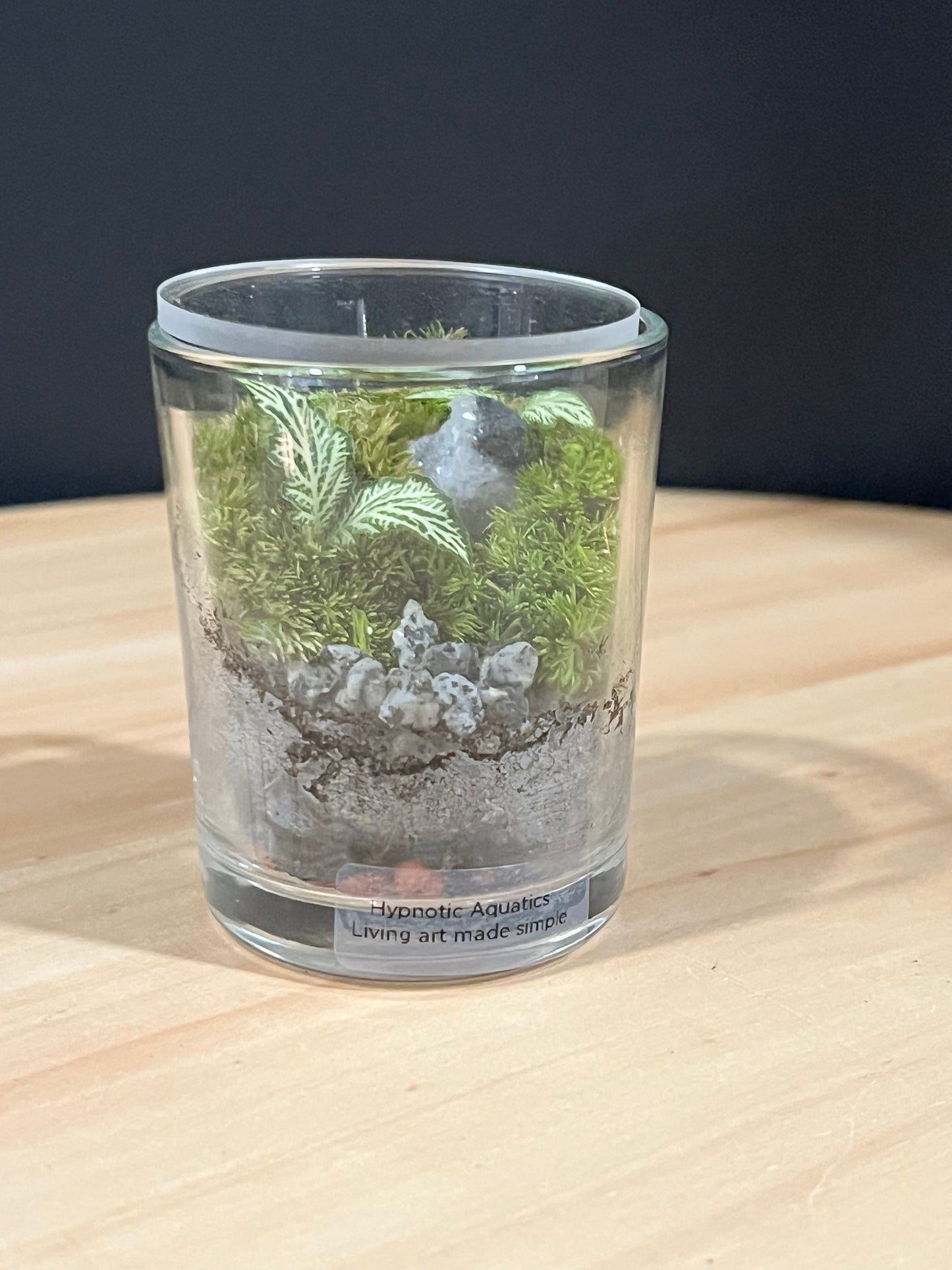 Terrarium 724
