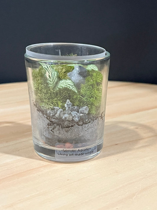 Terrarium 724