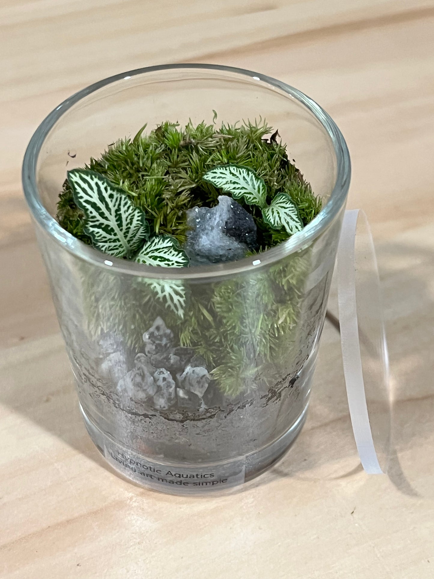 Terrarium 724