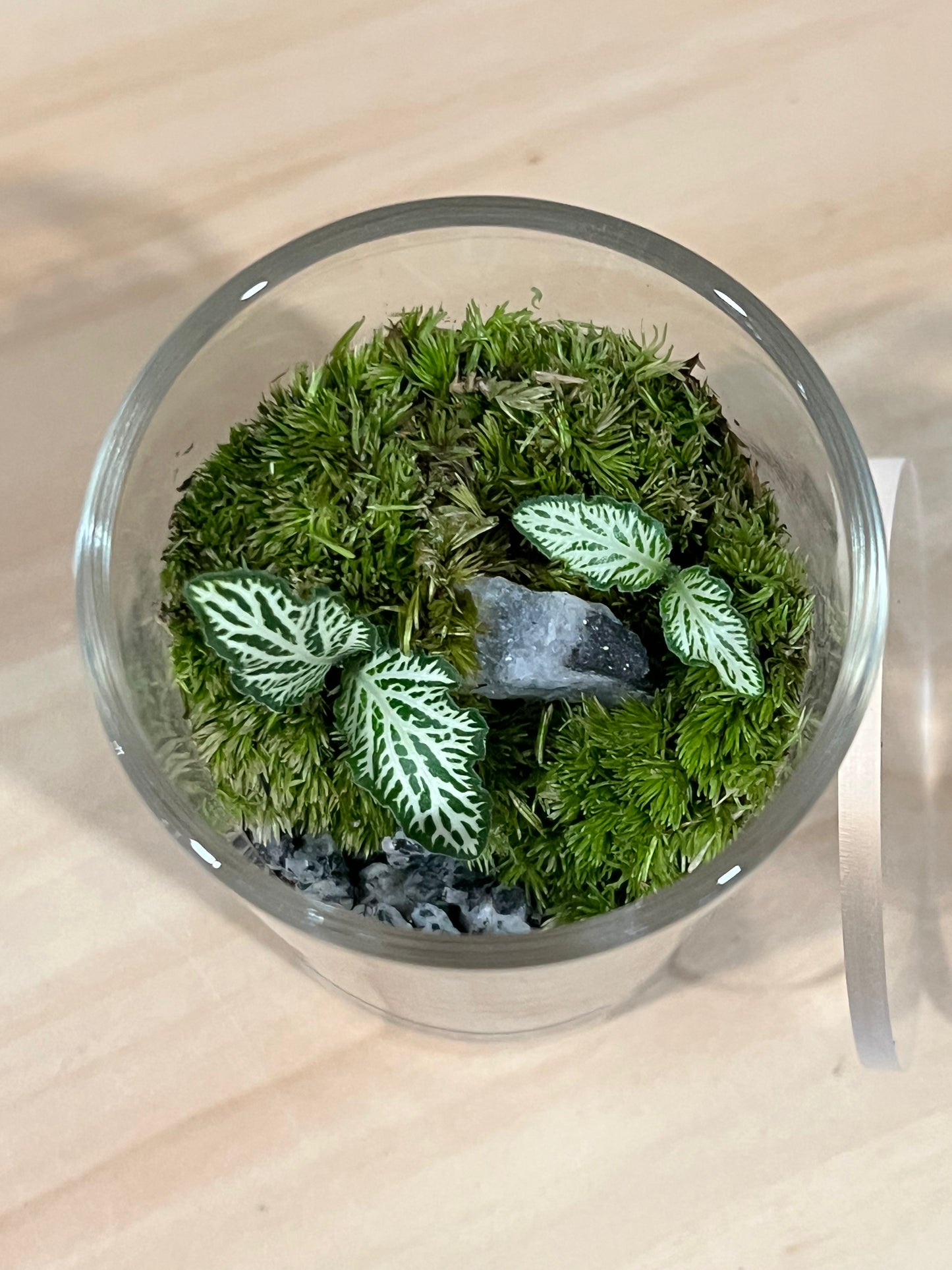 Terrarium 724